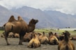 a group of camels in a desert