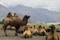 a group of camels in a desert
