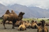 a group of camels in a desert