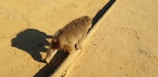 A brown animal, likely a small mammal, walks along a narrow path. The surface it is walking on appears to be sandy or dusty, with visible shadows cast to the side.