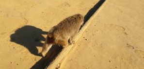A brown animal, likely a small mammal, walks along a narrow path. The surface it is walking on appears to be sandy or dusty, with visible shadows cast to the side.