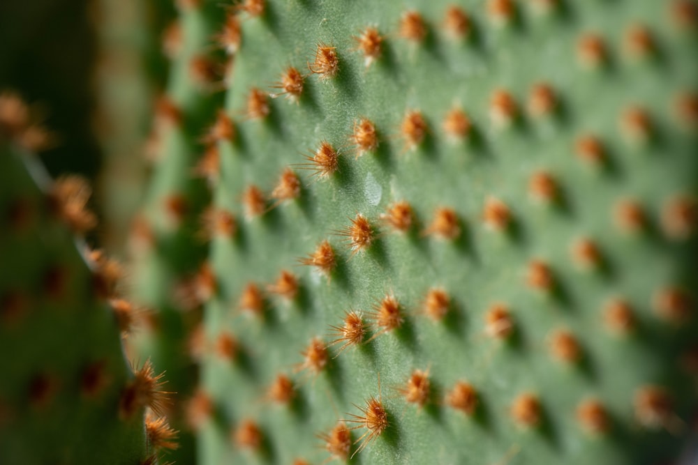 close up de uma planta