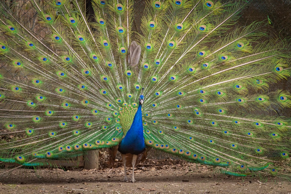 a peacock with its feathers spread