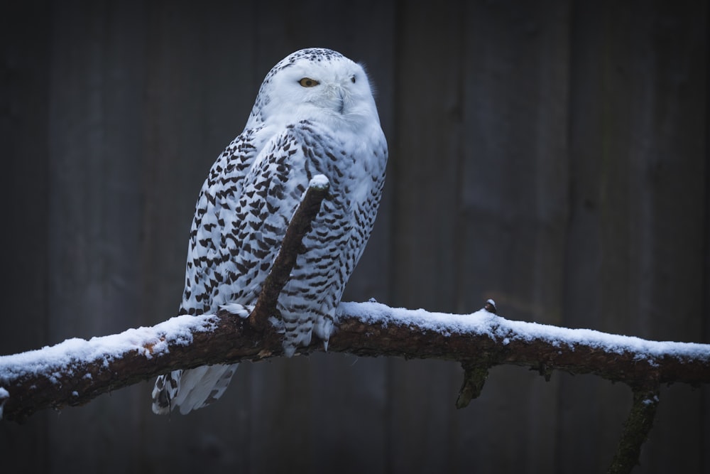 an owl sitting on a branch