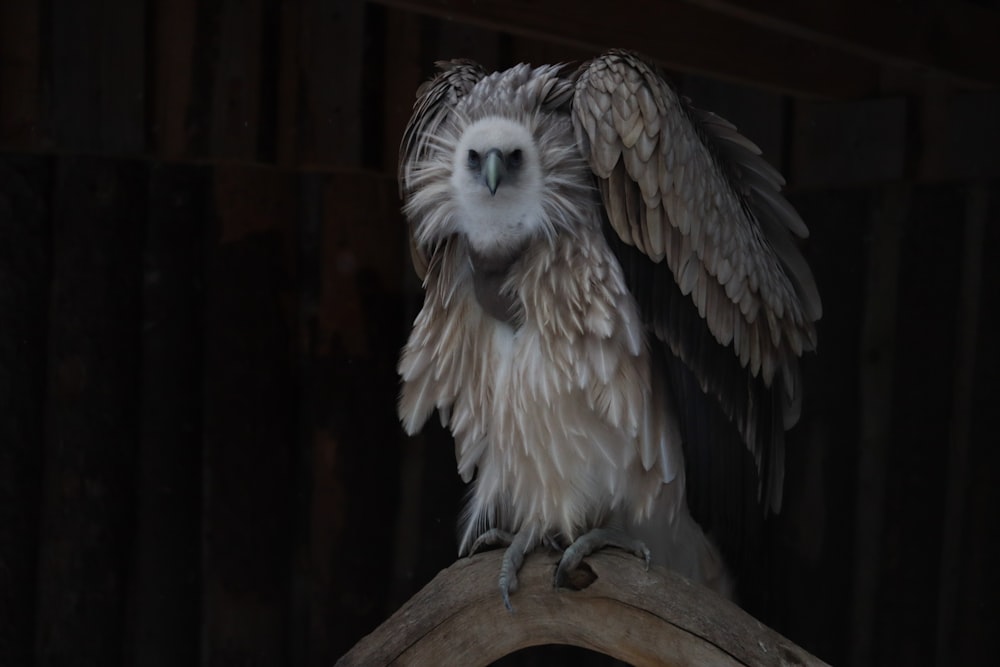 an owl with its wings spread