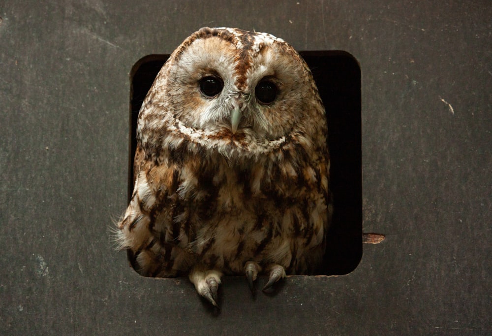 a brown owl in a black box