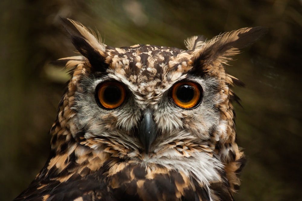 a brown and white owl