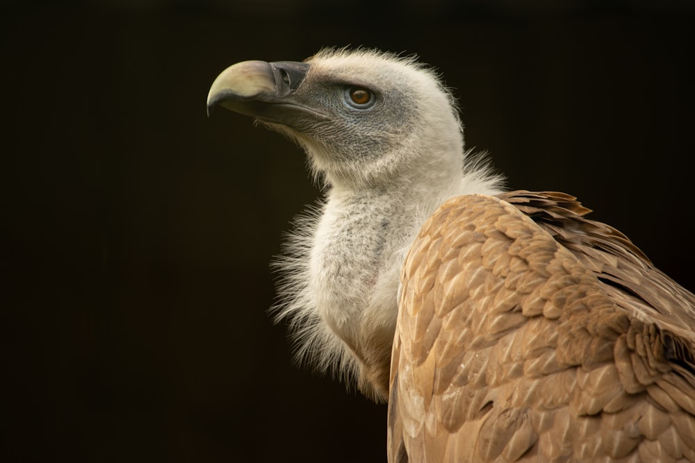 a bird with a yellow beak