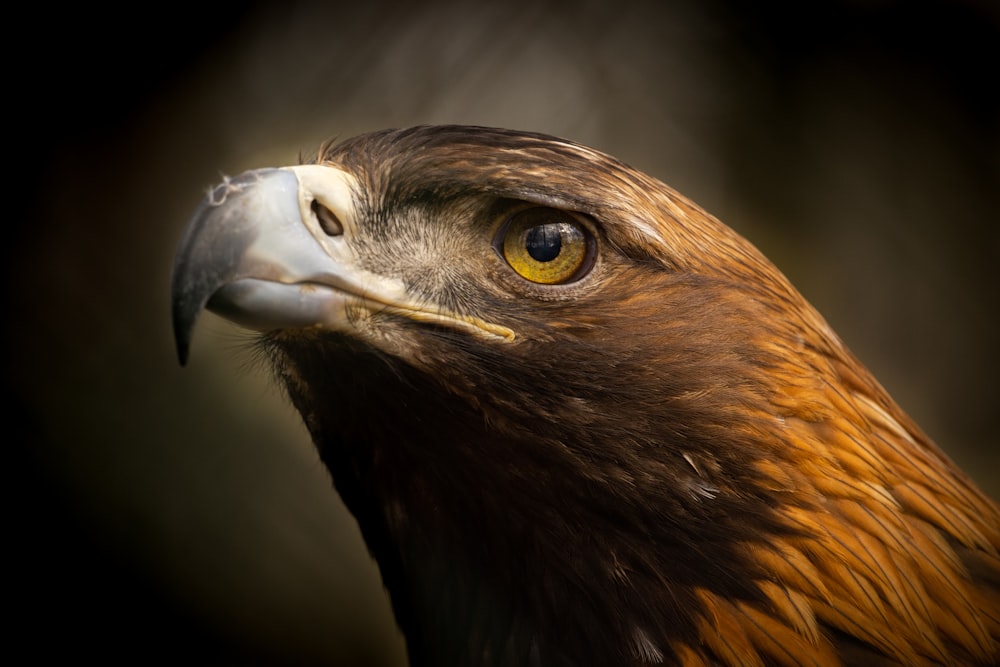 a brown bird with yellow eyes