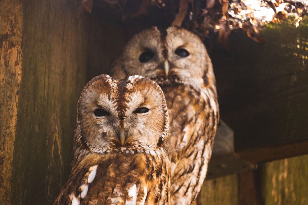 a group of owls in a tree