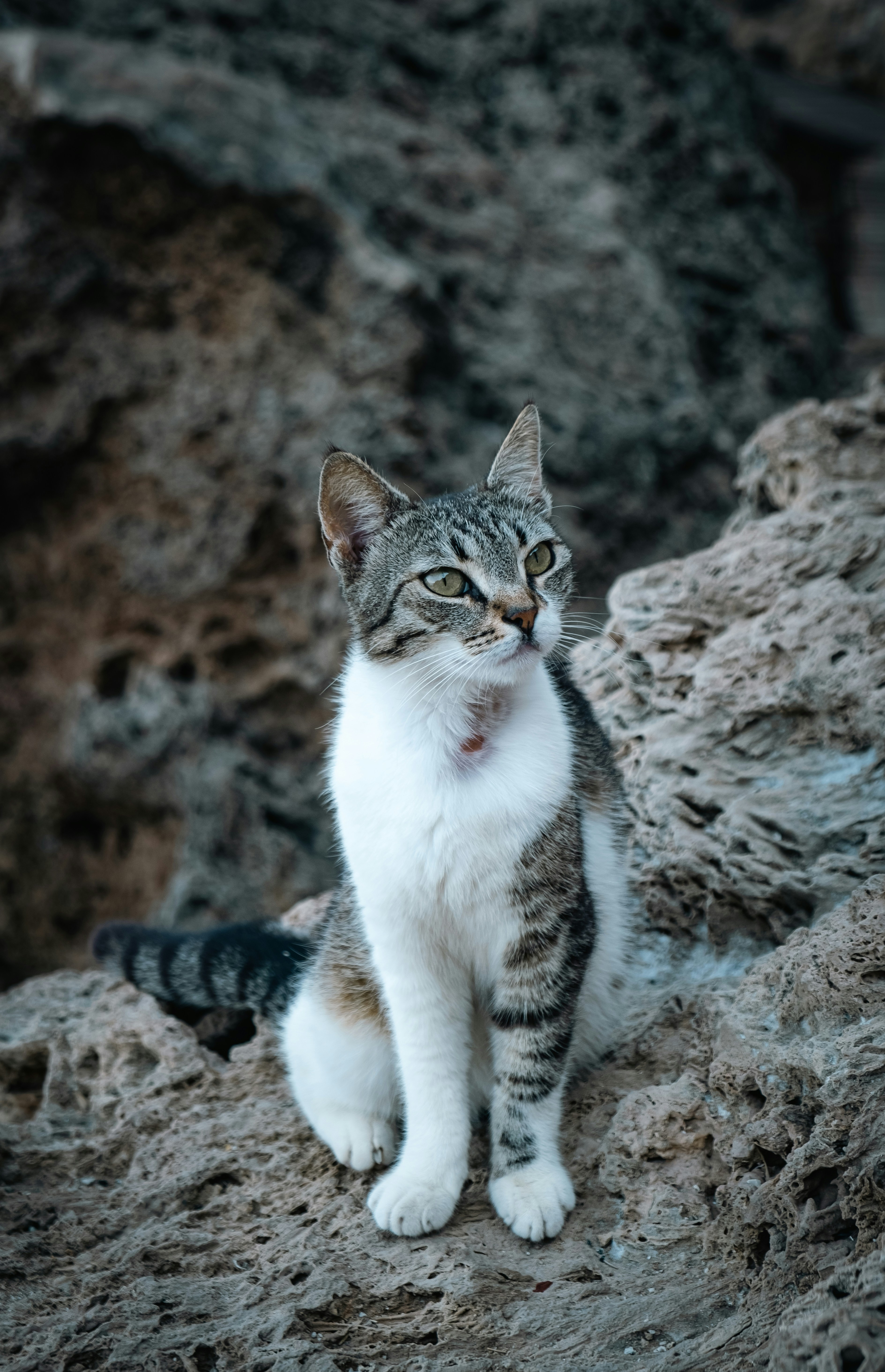 A Cat’s Independence: Freedom for Both (image credits: unsplash)