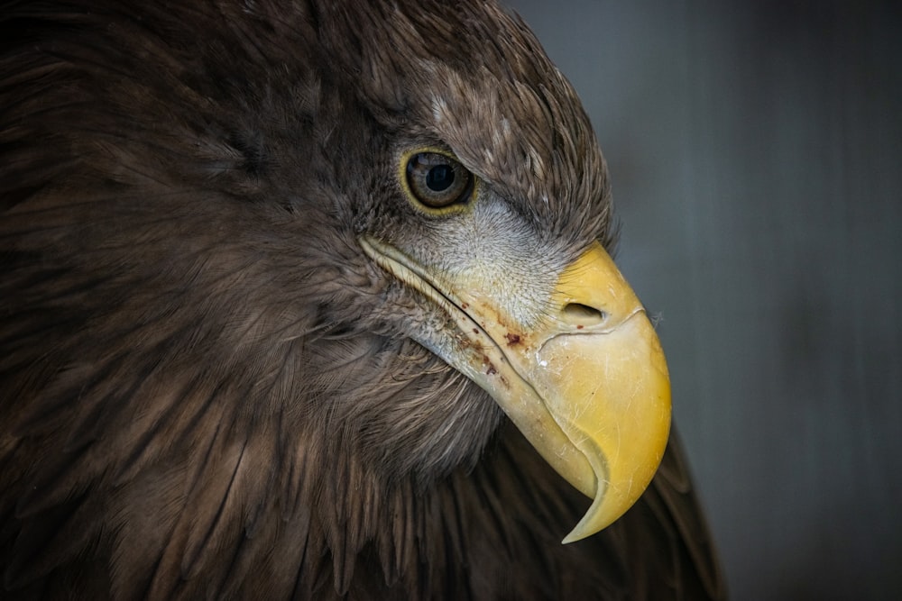 a close up of a bird