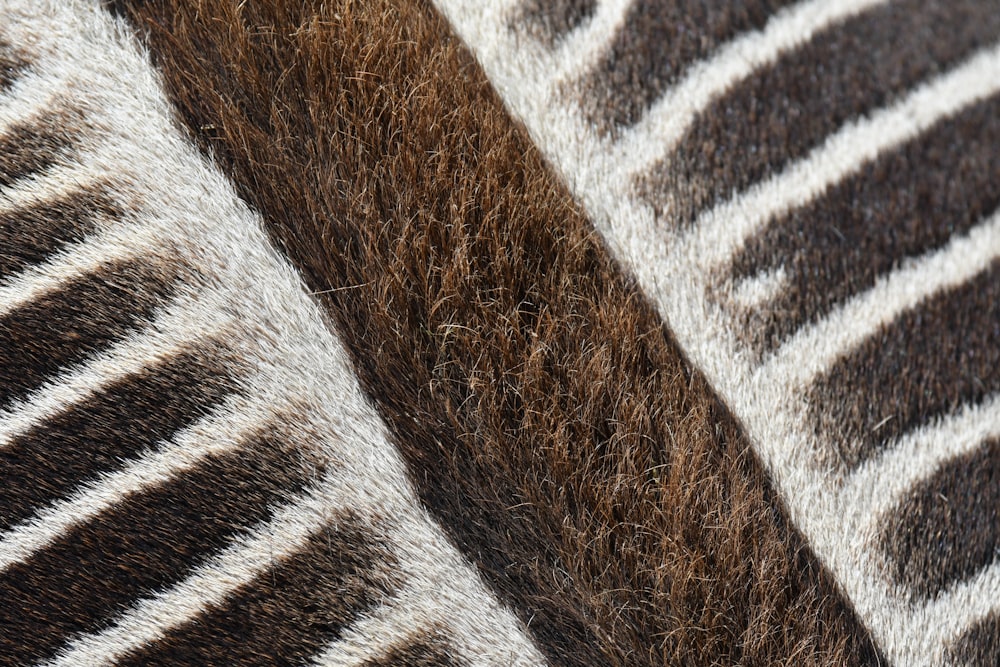 a close up of a zebra's fur