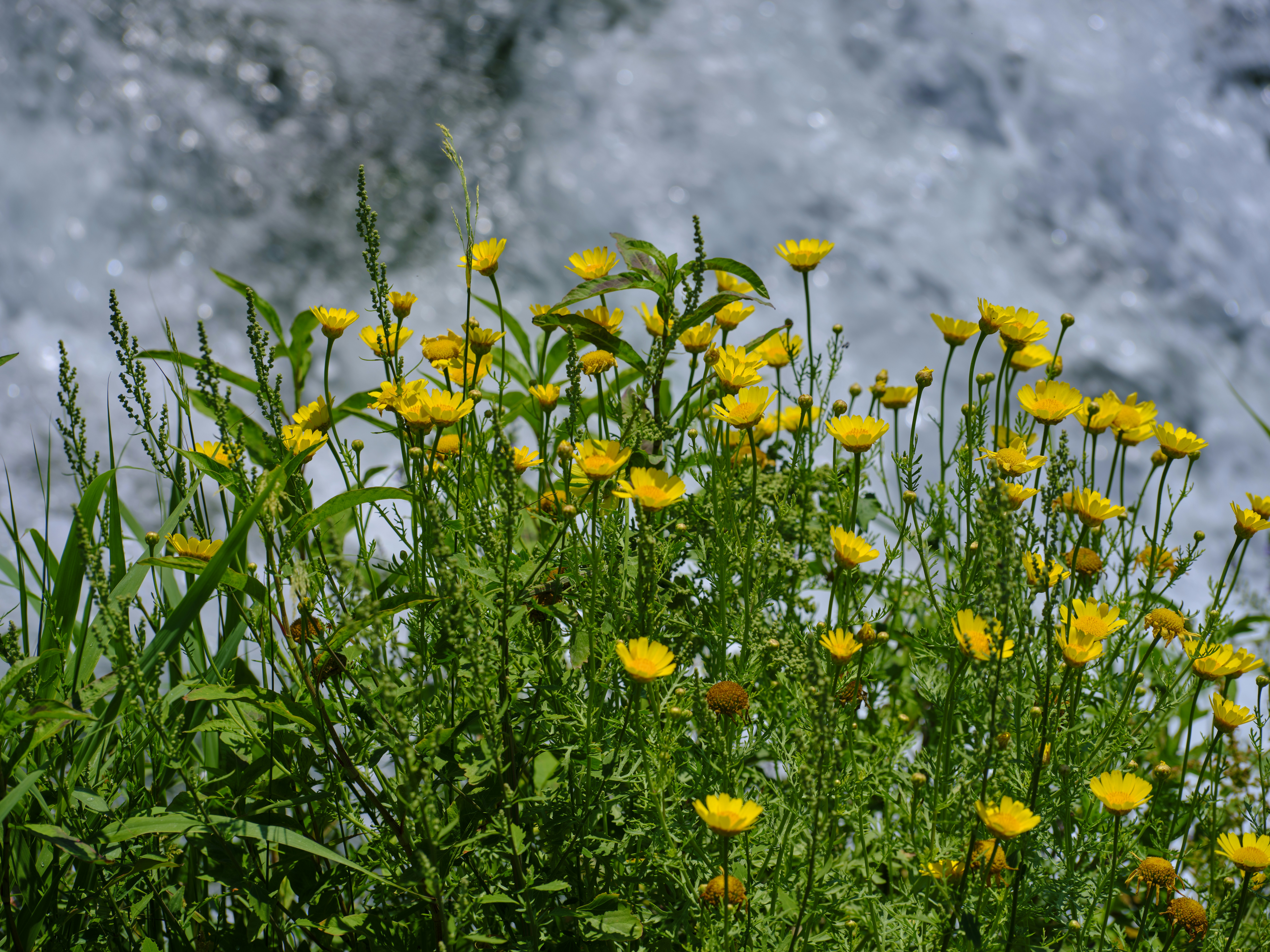 A field of blooming daffodils