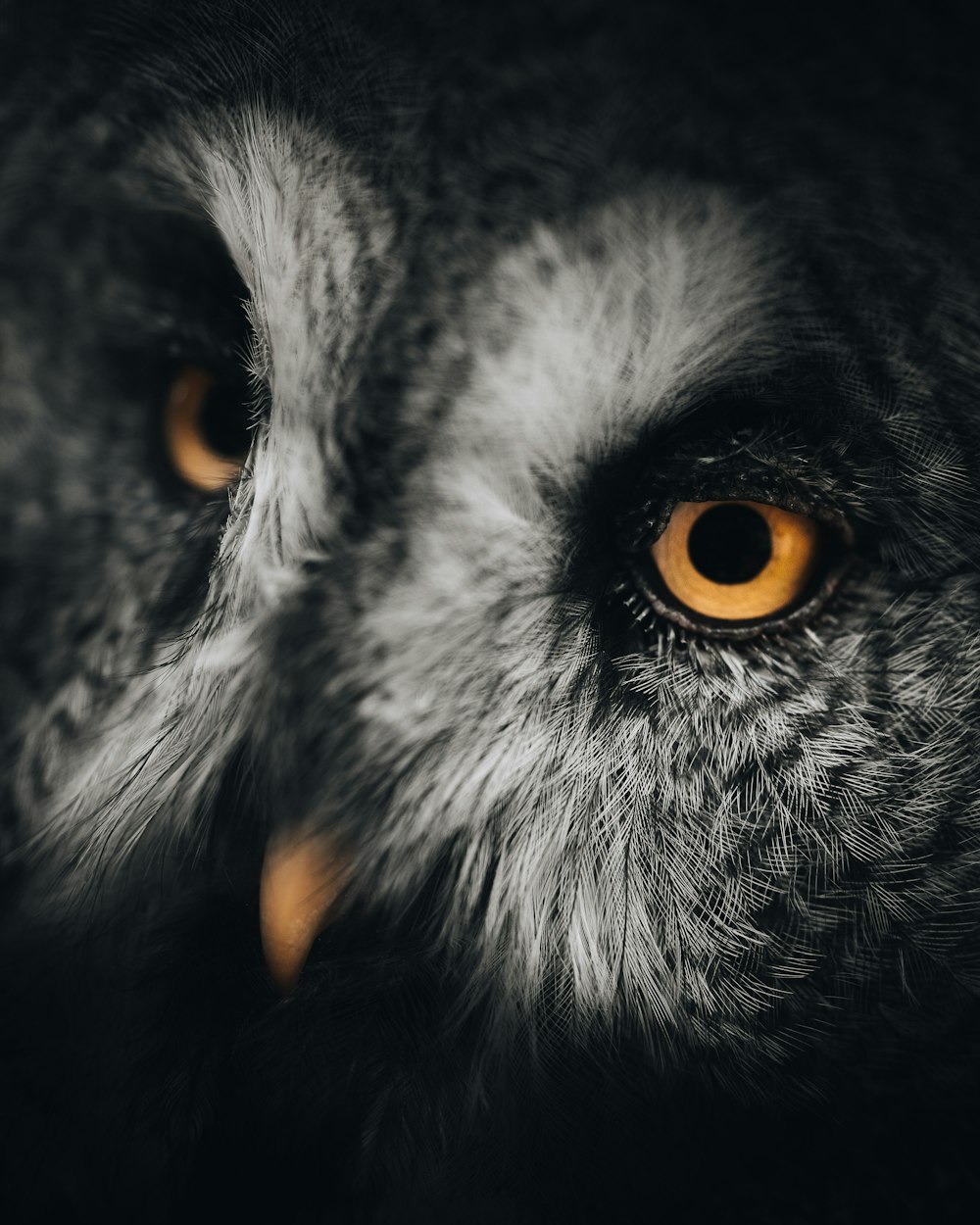 a close up of an owl looking at the camera