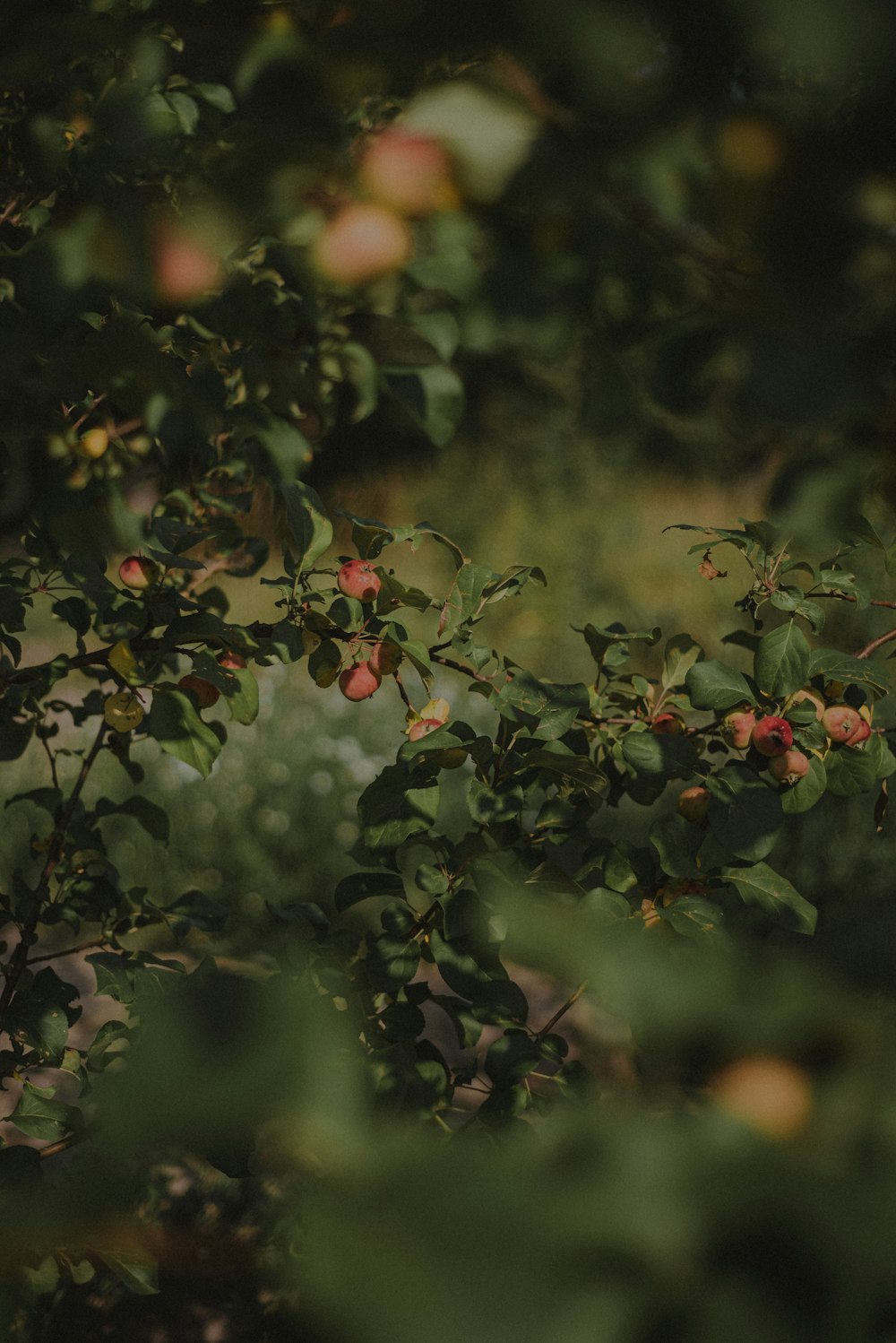 a bush with berries