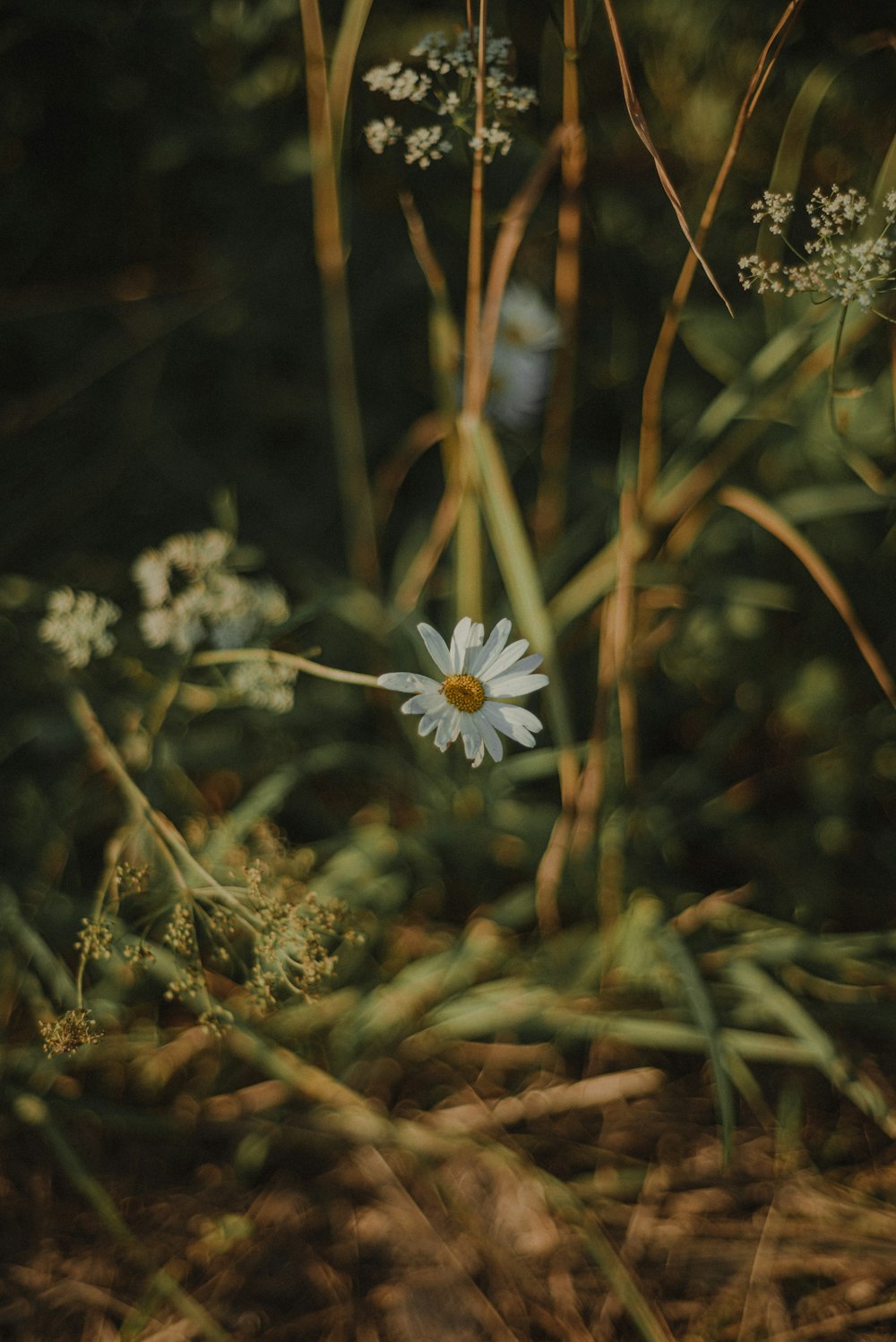 a white flower on a plant