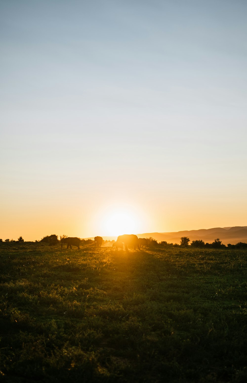 a field with a sunset in the background