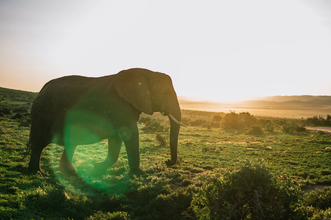 19-Day South Africa Family Itinerary: Safari & Coast