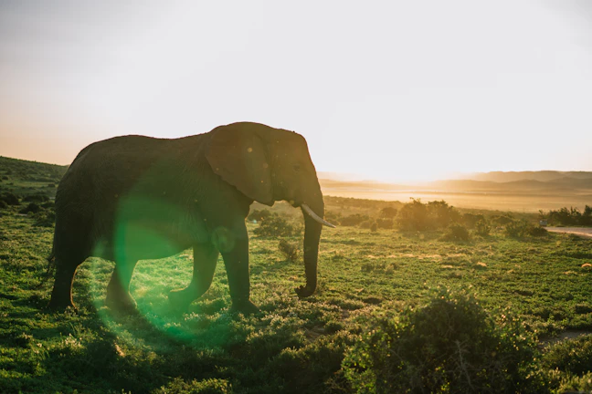 19-Day South Africa Family Itinerary: Safari & Coast
