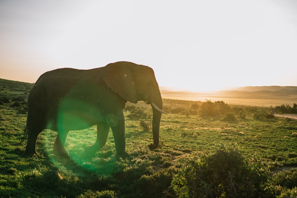 a couple of elephants walking in a field