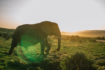 A majestic elephant walking through the golden savannah at sunset.