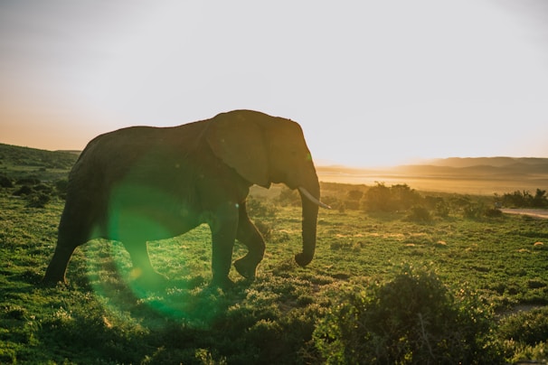 A majestic elephant walking through the lush greenery of a safari park at sunset.