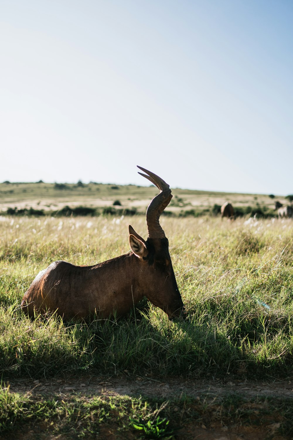 a deer lying in a grassy field