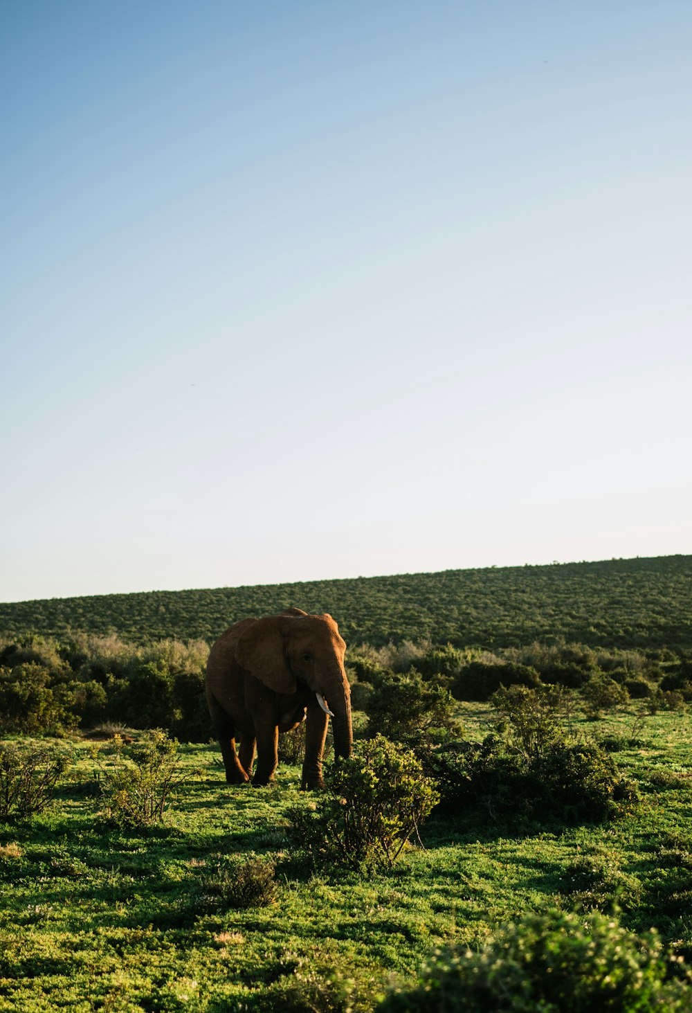 an elephant walking on a hill