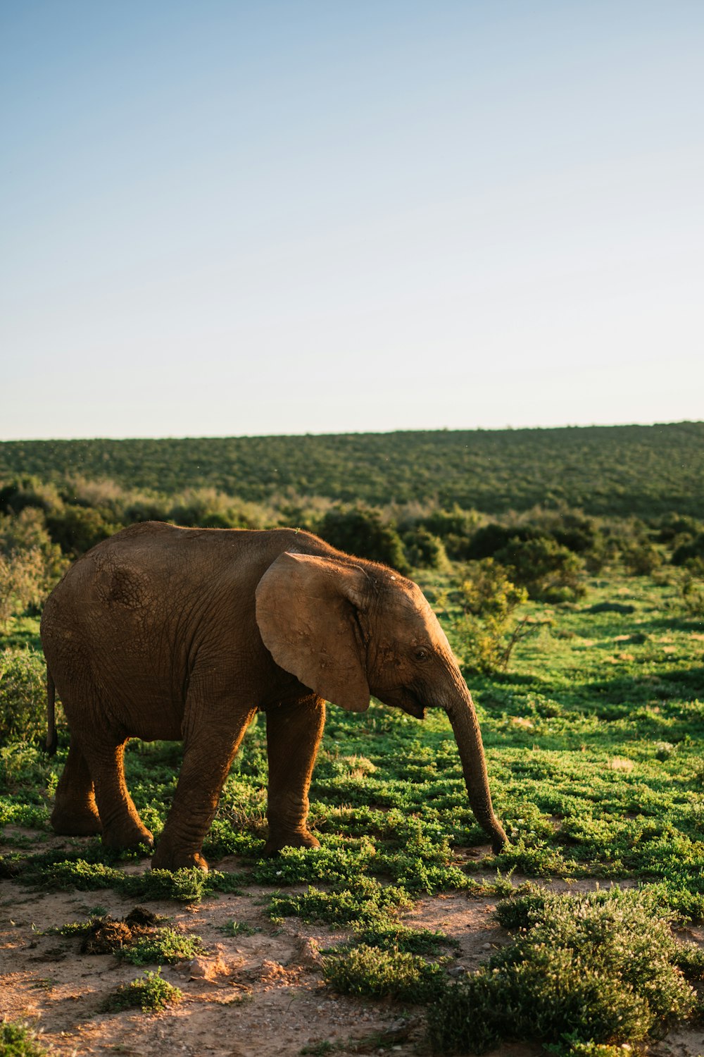 Un elefante che cammina in un campo