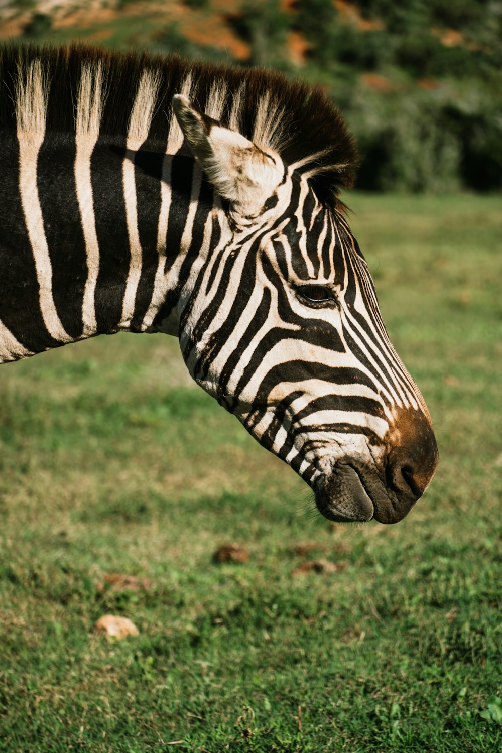 a zebra is standing in a field