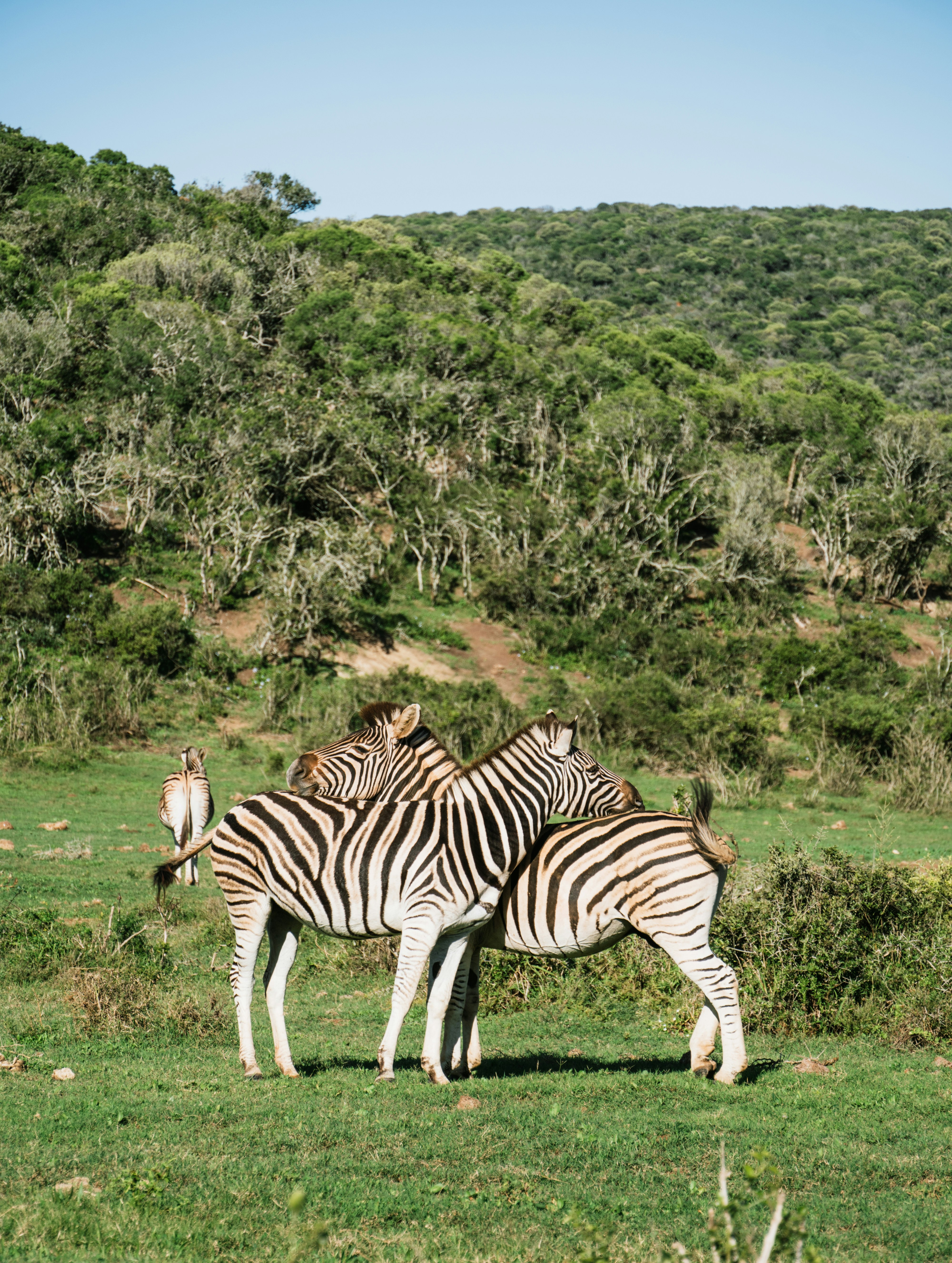 zebra berdiri di rumput