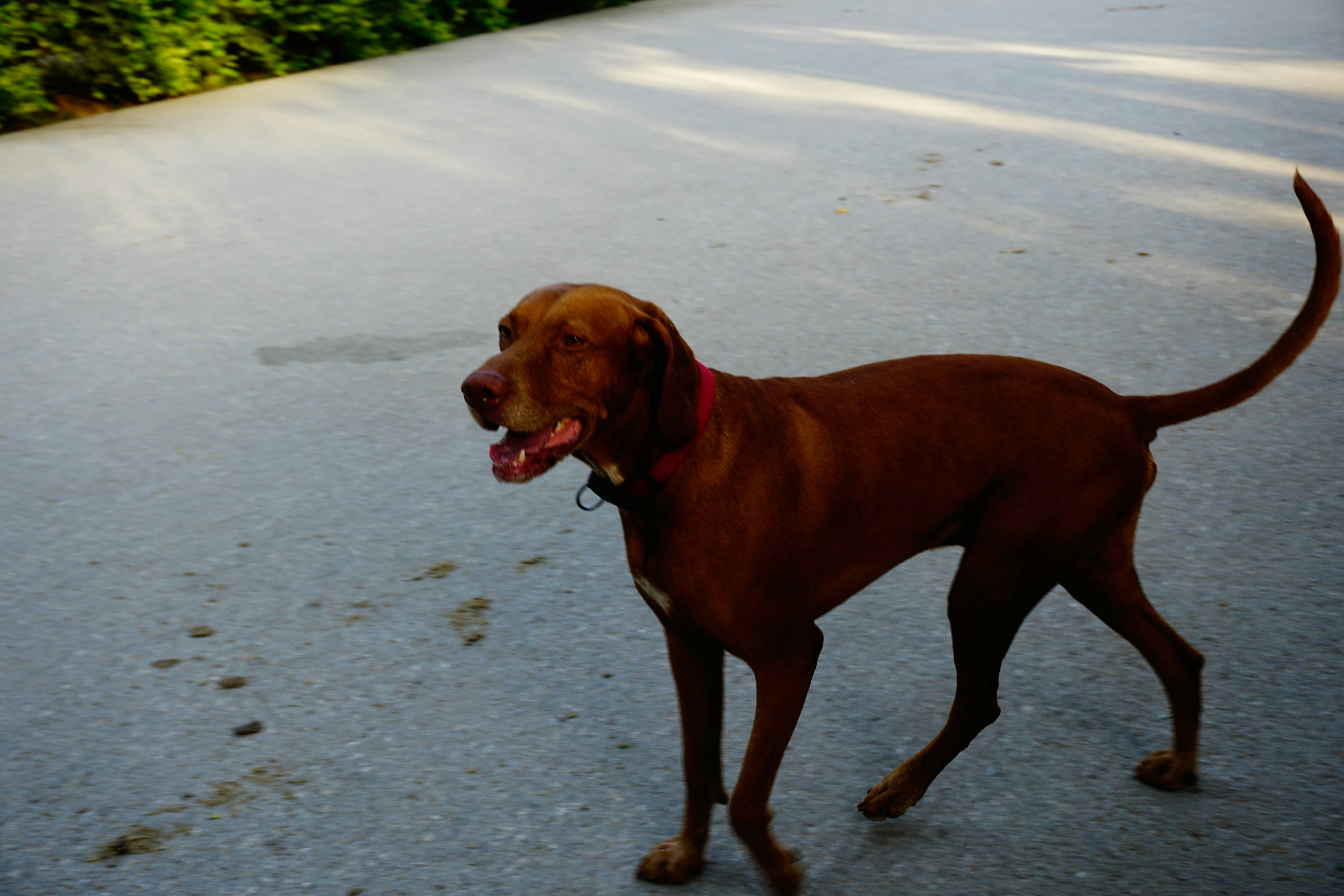 Coleira Conforto Pet