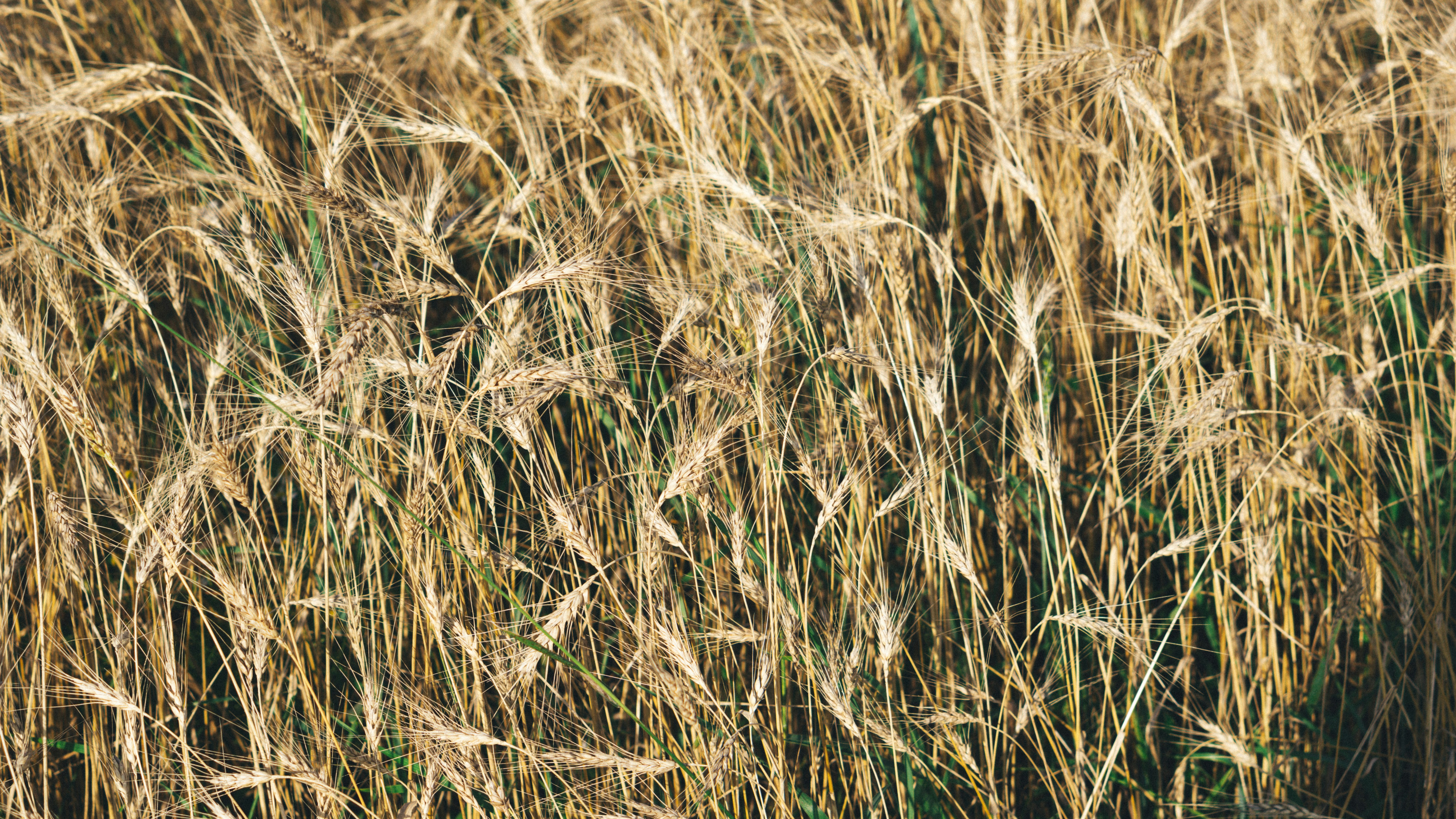 Photo by gyallarhorn