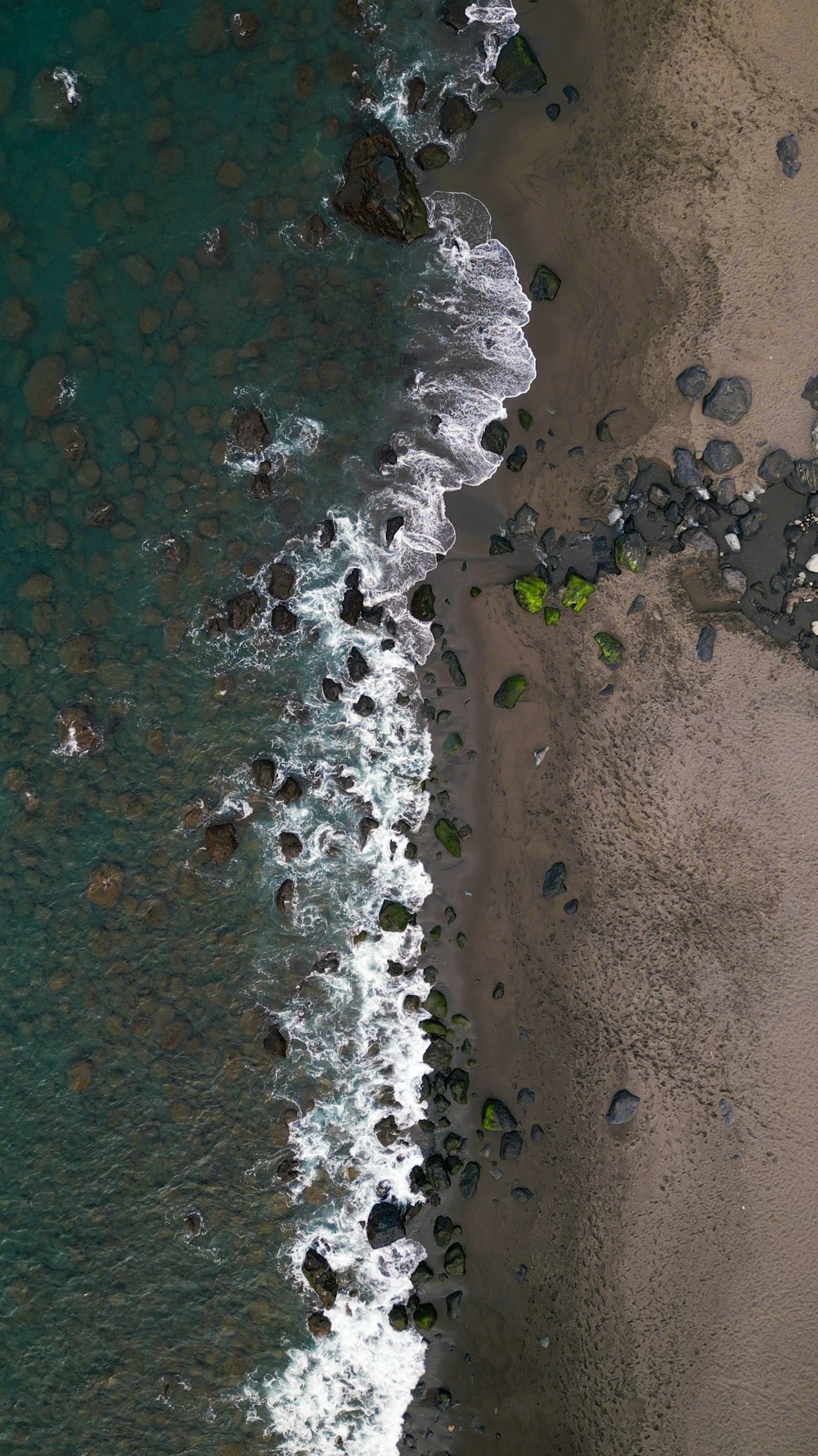 a group of fish swimming in the water