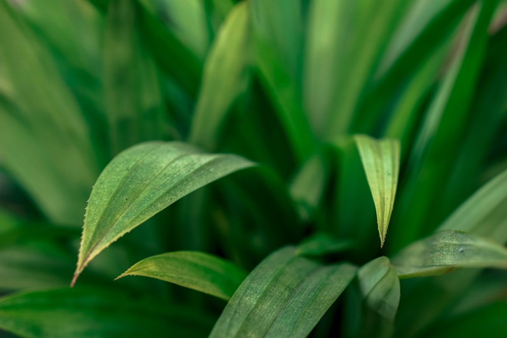 Primer plano de una planta