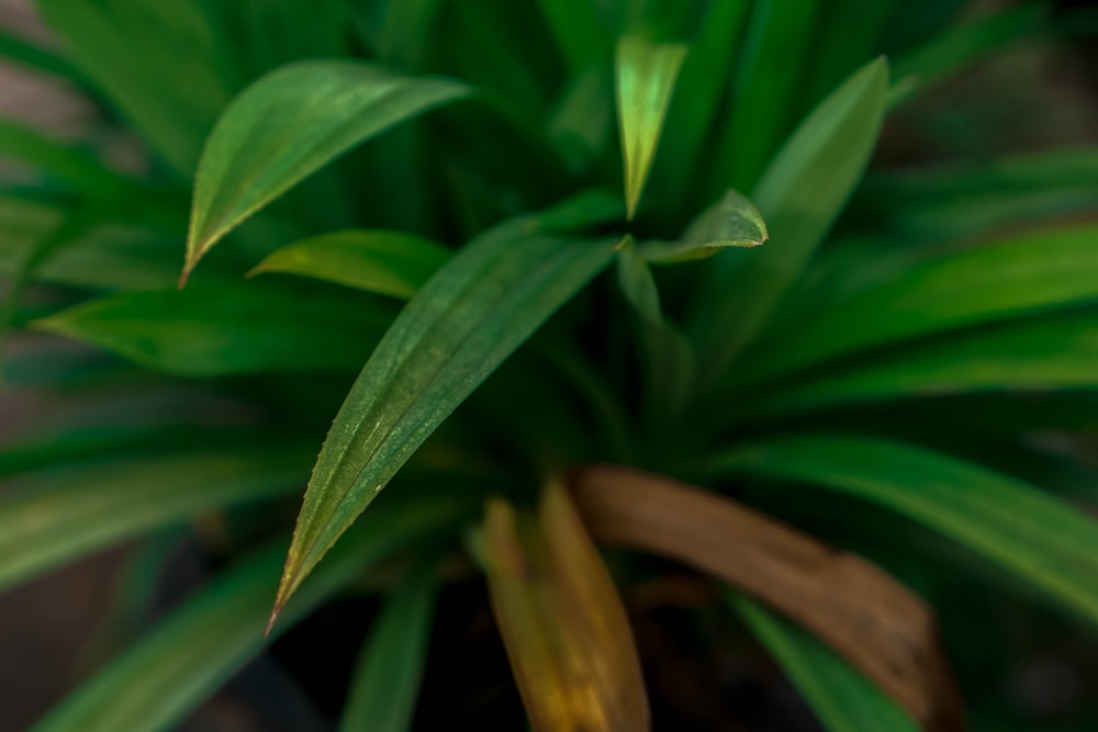 Un primer plano de una planta