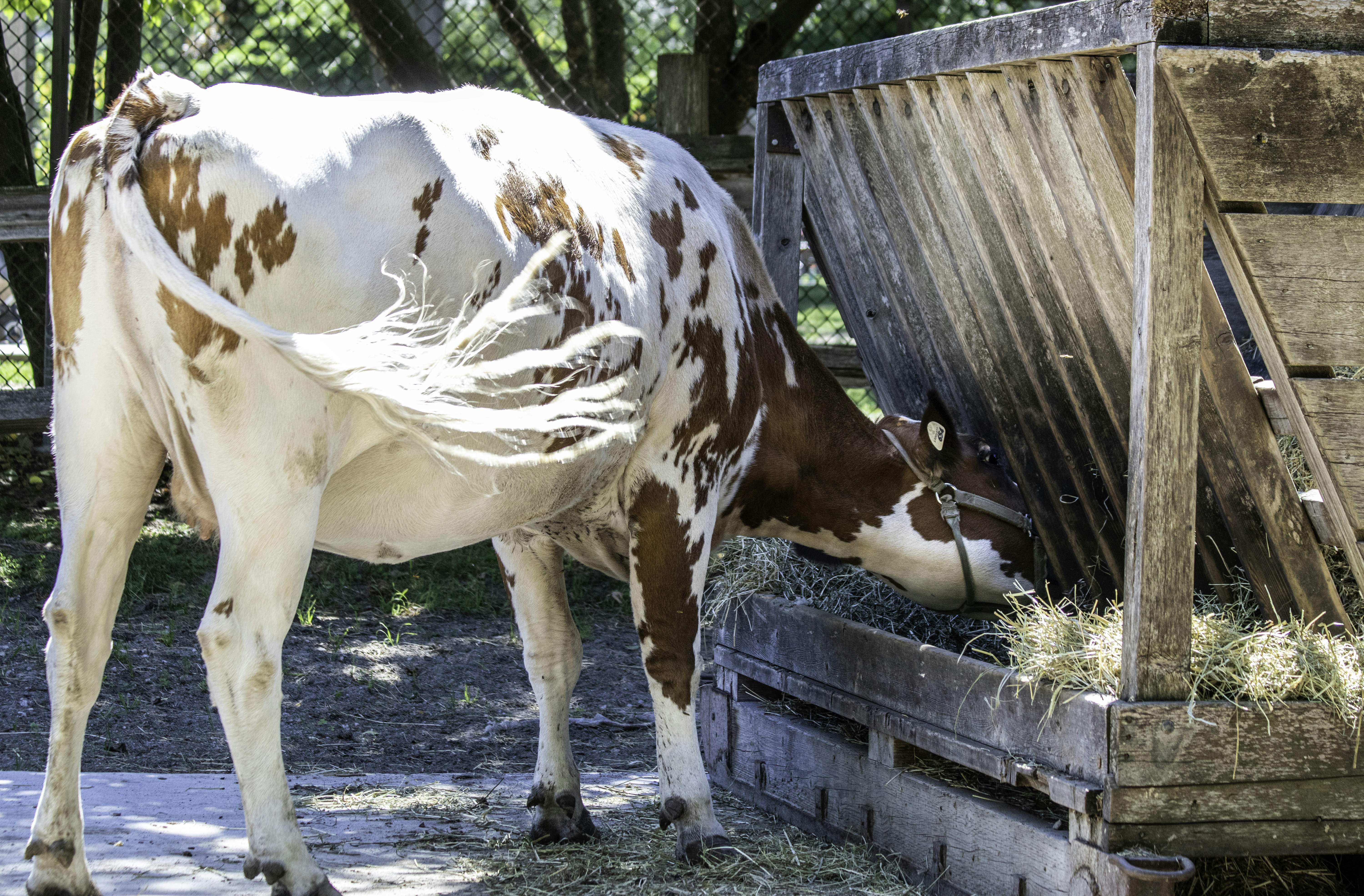 Quais Alimentos Fazem Parte de Uma Rotina Animal Equilibrada