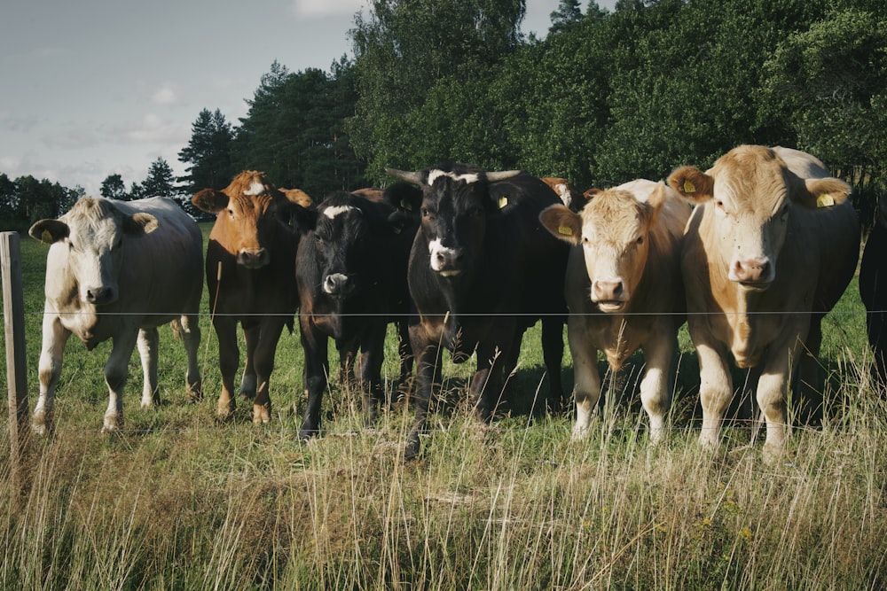 a herd of cows in a field