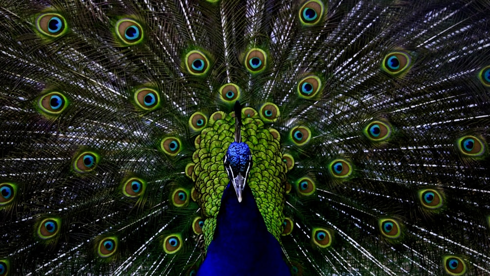 a peacock with its feathers spread