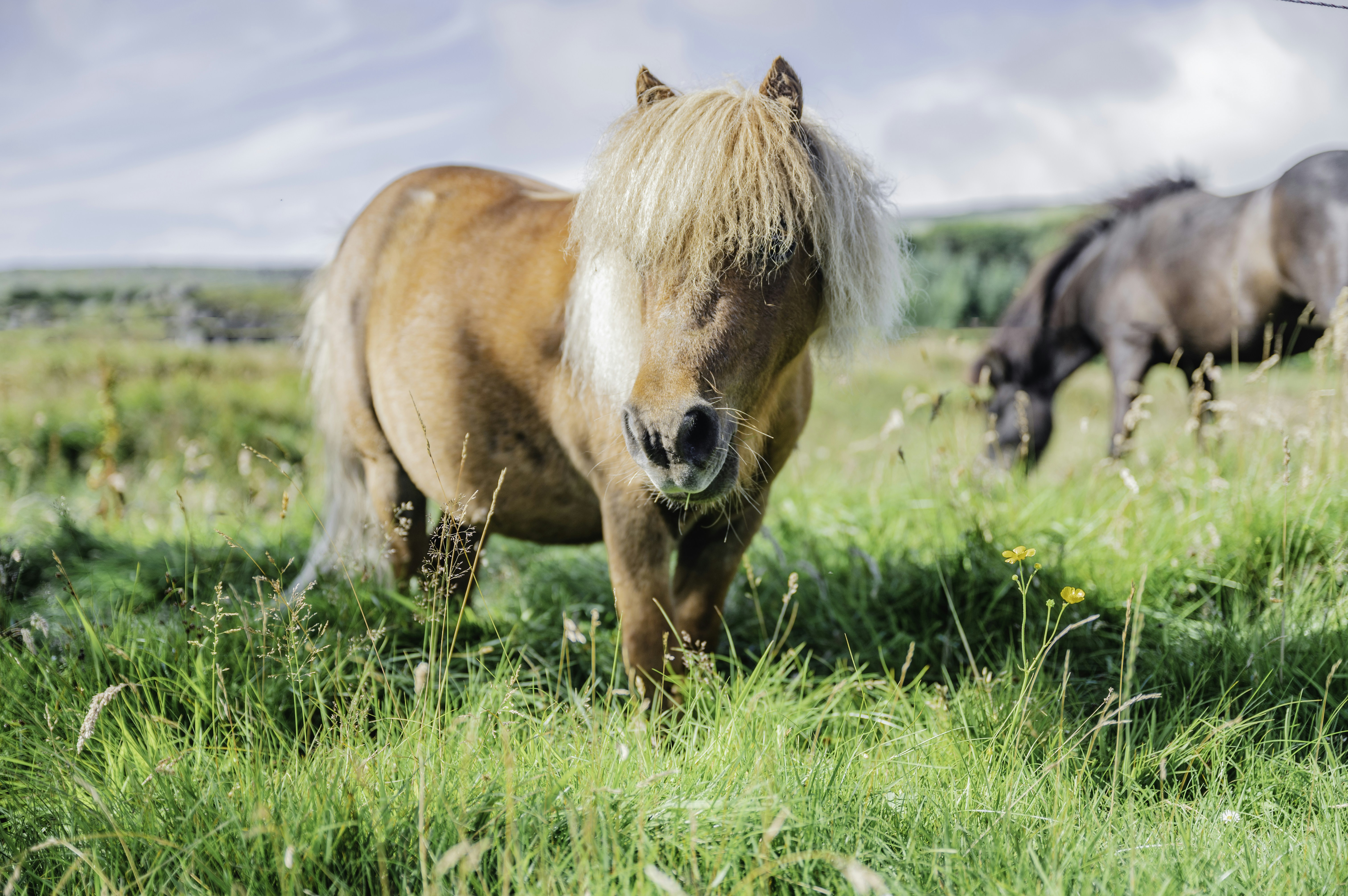 Un par de caballos en un campo
