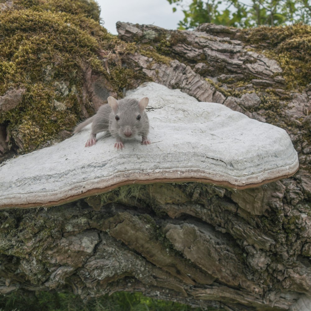 Un ratón en una roca