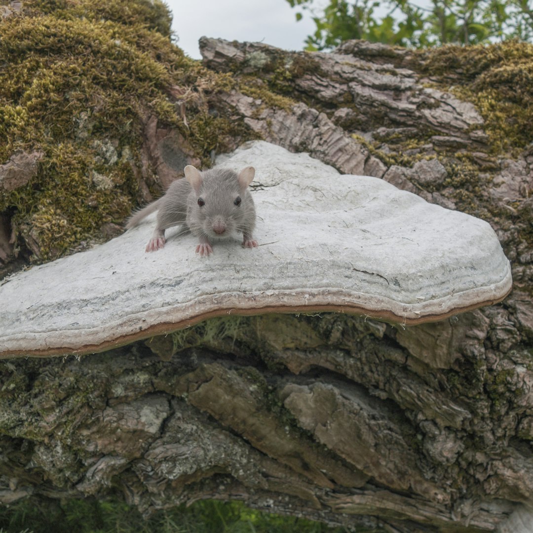 Mouse