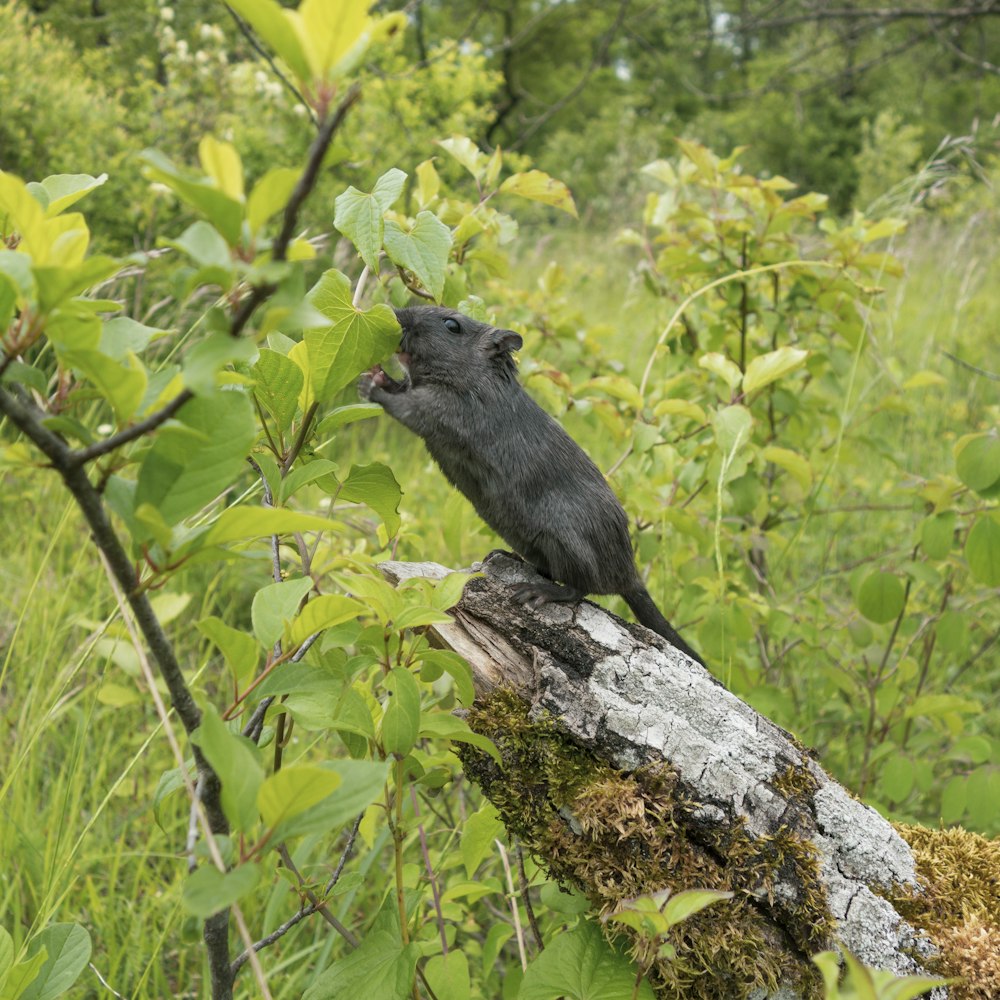 a monkey sitting on a tree branch