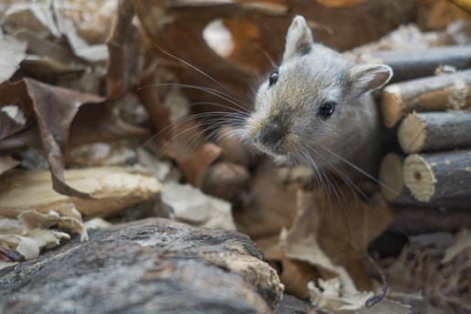 A small rodent peeks out from a nest comprised of dry leaves and small twigs. Its whiskers are prominent, and the lighting is soft, creating a cozy and natural atmosphere.