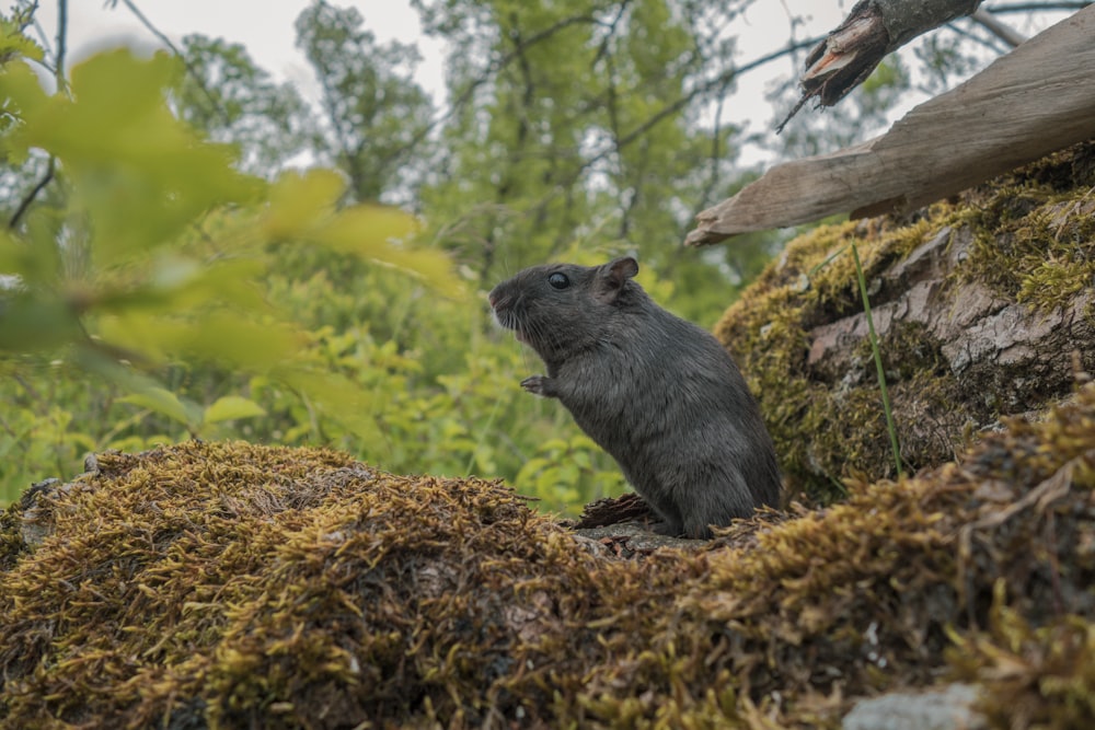 a small animal on a log