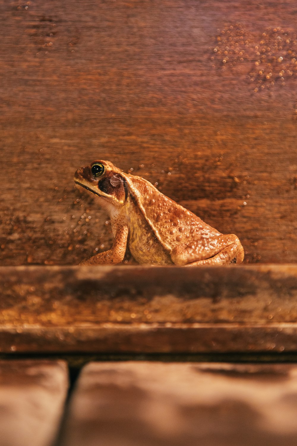 a frog on a wood surface