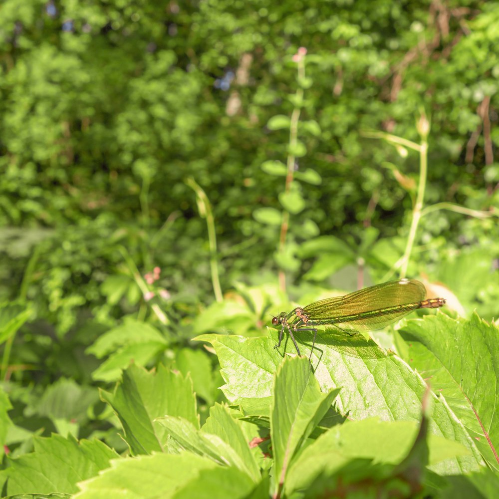 a dragonfly on a leaf