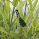 a bug on a plant