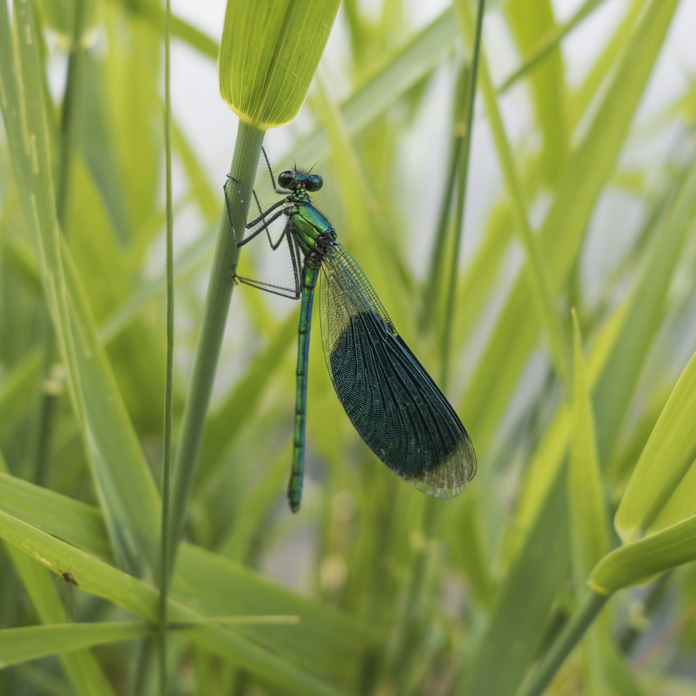 a bug on a plant